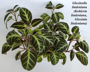Gloxinella lindeniana (Kohleria lindeniana, Gloxinia lindeniana)